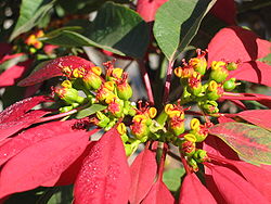 Poinsettia bracts are leaves which have evolved red pigmentation in order to attract insects and birds to the central flowers, an adaptive function normally served by petals (which are themselves highly modified leaves).